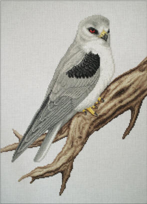 Black-winged Kite