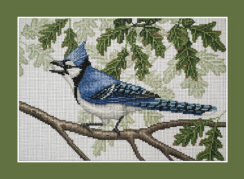 BLue Jay