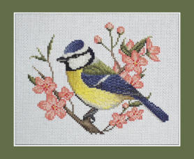 Blue Tit