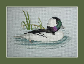 Bufflehead