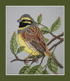 Cirl Bunting