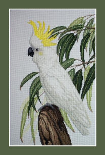 Cockatoo