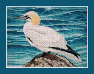 Northern Gannet