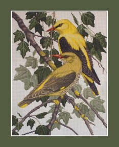 Golden Oriole