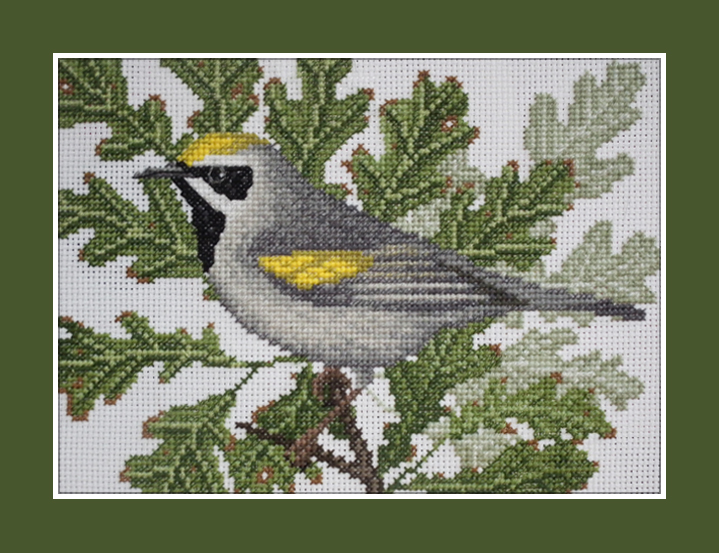 Golden-winged Warbler