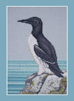 Guillemot