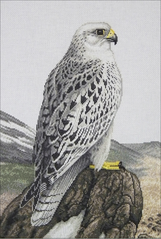 Gyrfalcon