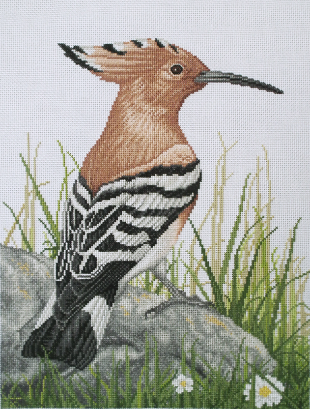 Hoopoe