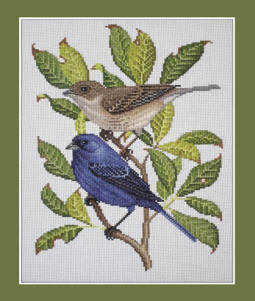 Indigo Bunting