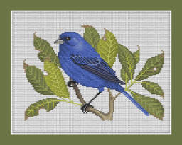 Indigo Bunting