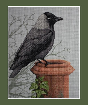 Jackdaw