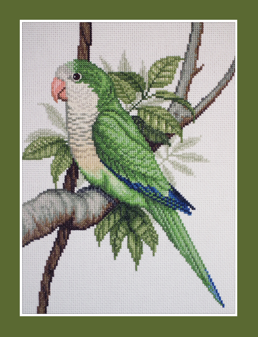 Monk Parakeet