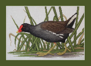 Moorhen