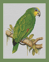 Orange-winged Amazon