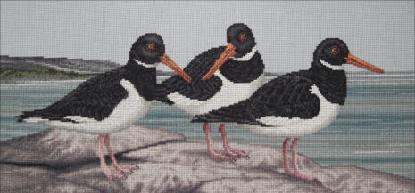 Oystercatchers