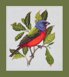 Painted Bunting