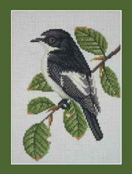 Pied Flycatcher