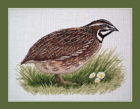 Quail