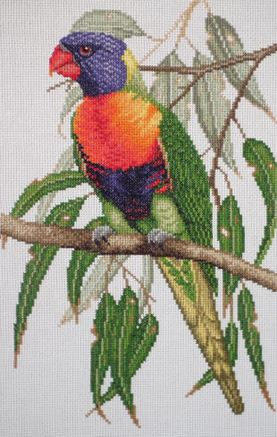 Rainbow Lorikeet