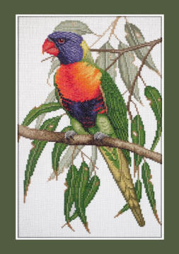 Rainbow Lorikeet