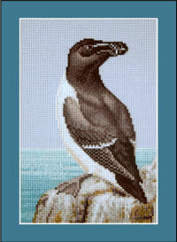 Razorbill