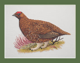 Red Grouse