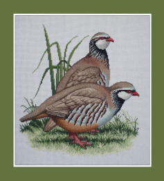 Red-legged Partridge