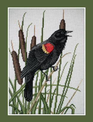 Red-winged Blackbird