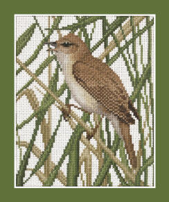 Reed Warbler