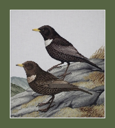 Ring Ouzel