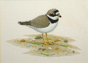 Ringed Plover