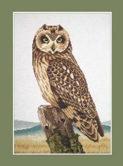 Short-eared Owl