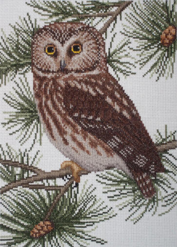 Saw-whet Owl