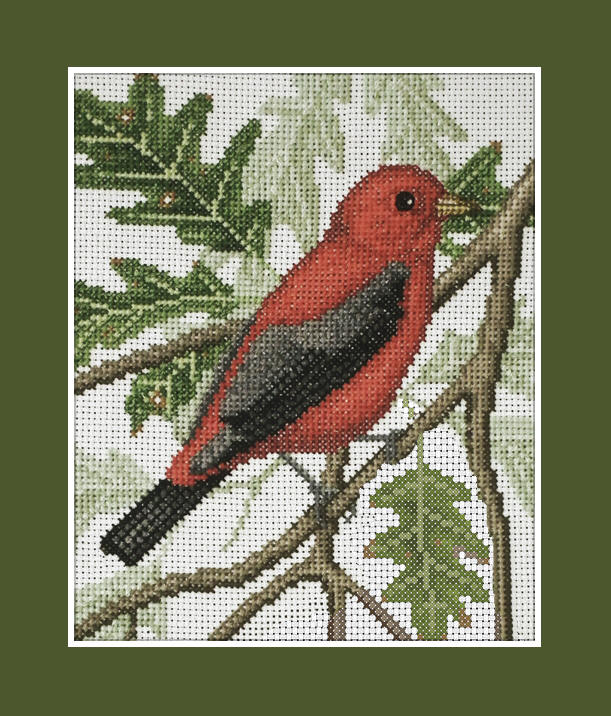 Scarlet Tanager