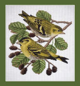 siskin