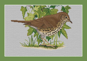 Song Thrush
