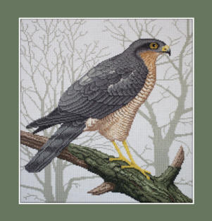 Sparrowhawk