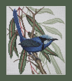 Splendid Fairy Wren