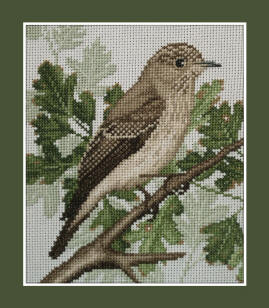 Spotted Flycatcher