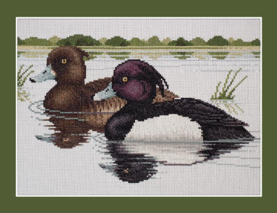 Tufted Duck