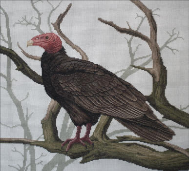 Turkey Vulture