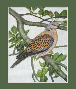 Turtle Dove