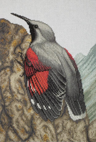 Wallcreeper