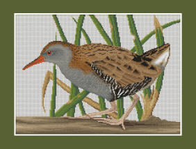 Water Rail