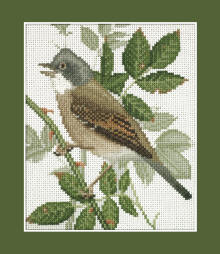 Whitethroat