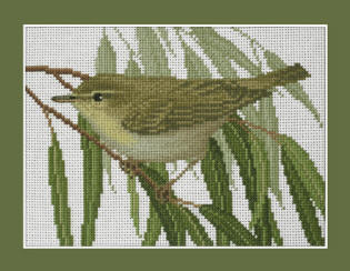 Willow Warbler