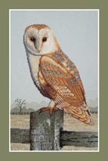 Barn Owl