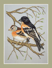 Brambling