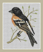 Brambling