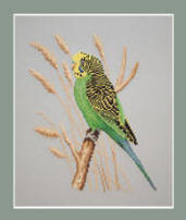 Budgerigar